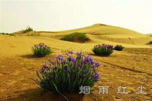穿越沙漠的三滴清水